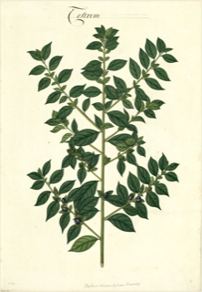 Ilustración botánica de Cestrum auriculatum