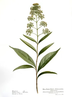 Ilustración botánica de Chanca piedra