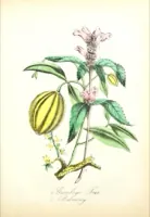 Chelone glabra