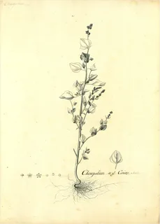 Ilustración botánica de Quelite cenizo