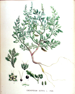 Huauzontle