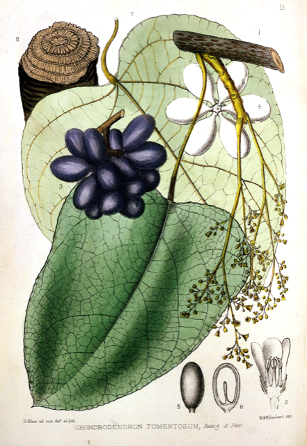 Ilustración botánica de Chondrodendron tomentosum