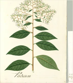 Ilustración botánica de Quina amarilla