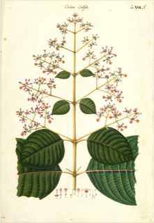 Cascarilla