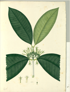 Ilustración botánica de Cinchona glandulifera