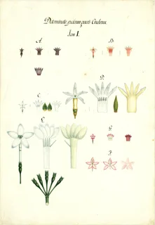 Ilustración botánica de Cinchona lancifolia