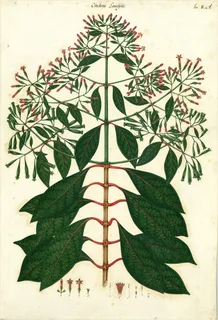 Ilustración botánica de Cinchona micrantha