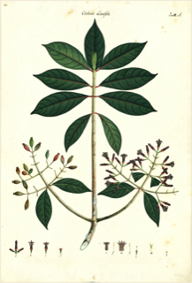 Ilustración botánica de Cinchona nitida