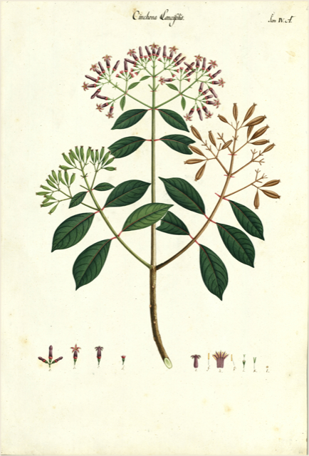 Ilustración botánica de Cinchona ovata