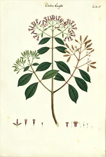 Ilustración botánica de Cinchona ovata