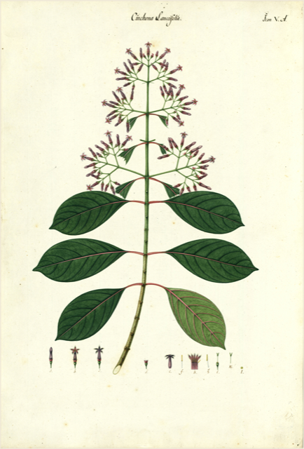 Ilustración botánica de Cinchona purpurea