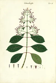 Ilustración botánica de Cinchona purpurea