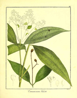 Ilustración botánica de Cinnamomum tamala