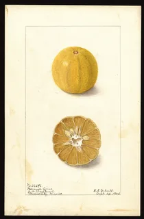 Ilustración botánica de Limón