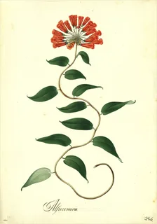 Ilustración botánica de Clerodendrum fragrans