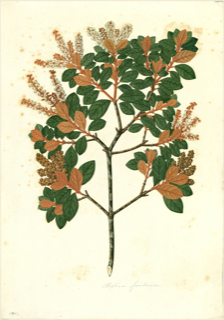 Ilustración botánica de Clethra fimbriata