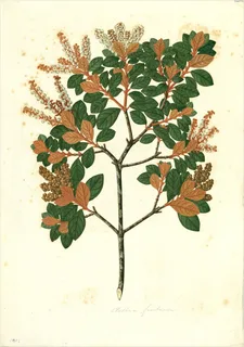Ilustración botánica de Clethra fimbriata