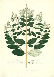 Ilustración botánica de Mortiño