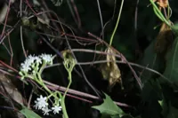 Chaya