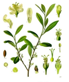 Ilustración botánica de Erythroxylum coca