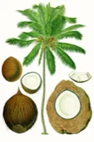 Ilustración botánica de Coco