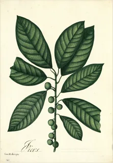 Ilustración botánica de Café