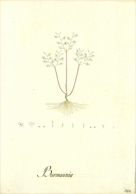 Ilustración botánica de Conium maculatum