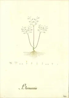 Ilustración botánica de Conium maculatum