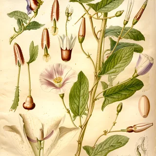 Ilustración botánica de Convolvulus arvensis