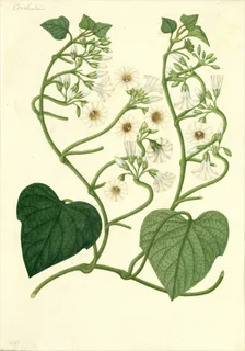 Ilustración botánica de Convolvulus dissectus