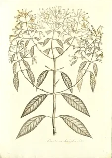 Ilustración botánica de Laurel