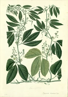 Ilustración de Copalchi