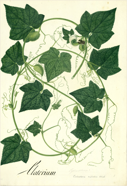 Ilustración botánica de Cucurbita ficifolia