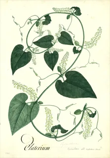 Ilustración botánica de Caigua