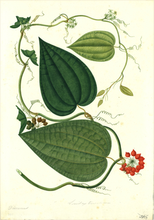 Barbasco mexicano