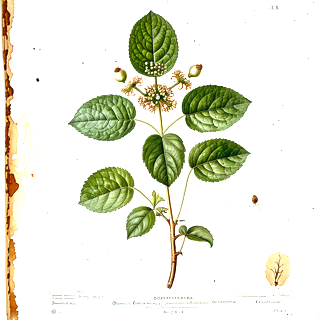 Contrahierba