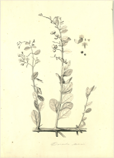 Duranta