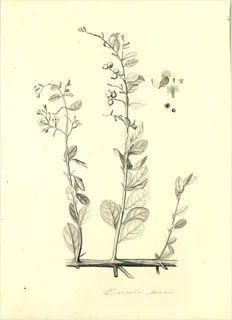 Ilustración botánica de Duranta triacantha