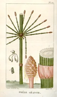 Ilustración botánica de Cola de caballo