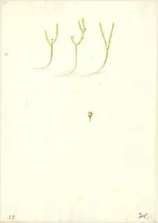 Ilustración botánica de Cola de caballo