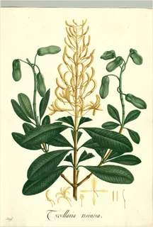 Ilustración de Colorín