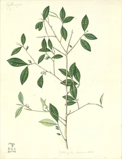 Ilustración botánica de Mulungu