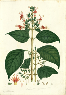 Ilustración botánica de Coca colombiana