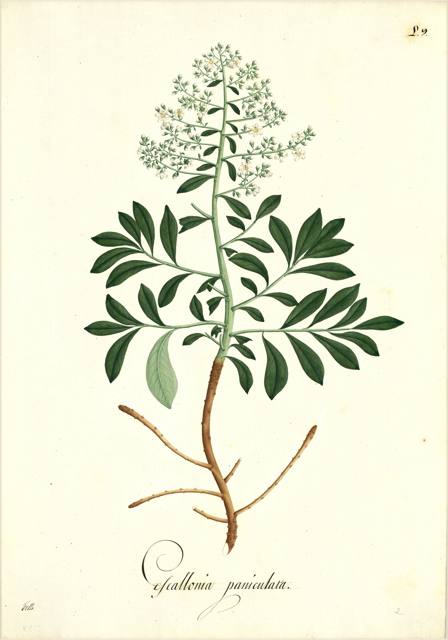 Ilustración botánica de Escallonia paniculata