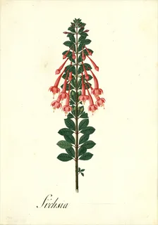 Ilustración botánica de Chilco