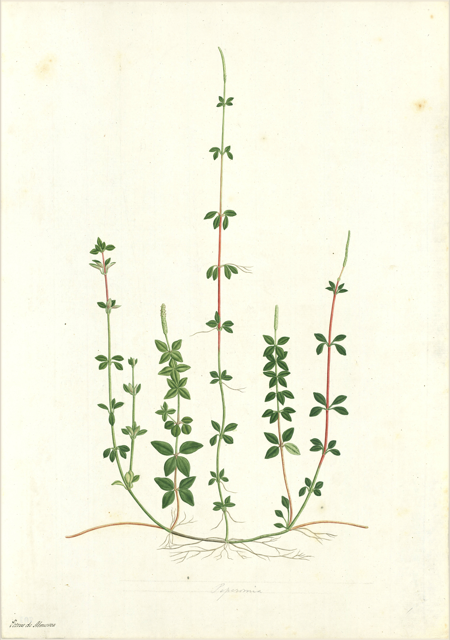 Ilustración botánica de Galium corymbosum