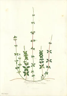 Ilustración botánica de Galium corymbosum