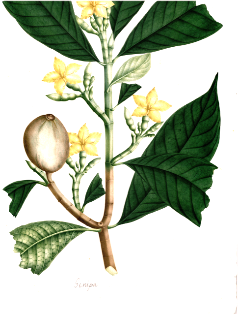 Ilustración botánica de Genipa spruceana