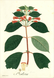 Ilustración botánica de Gesneria pendulina