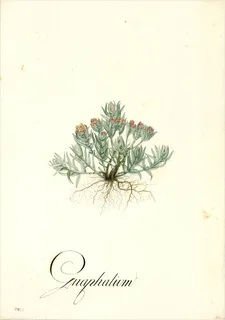 Ilustración de Gordolobo